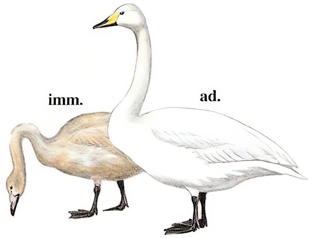 大天鹅