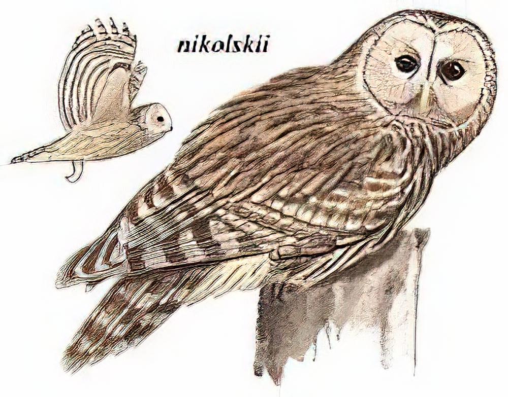 长尾林鸮