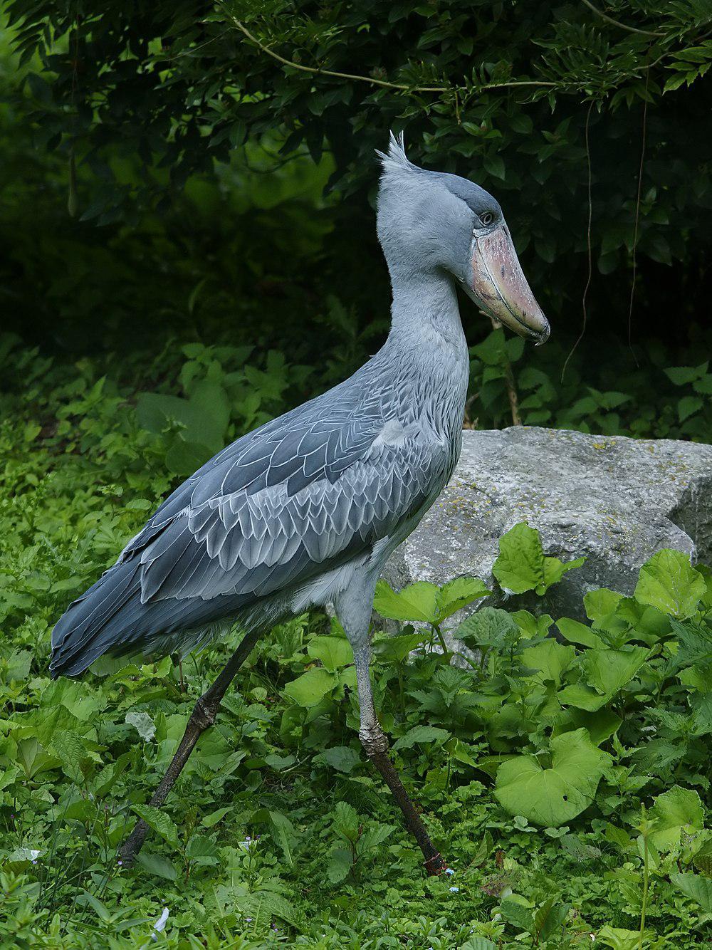 鲸头鹳
