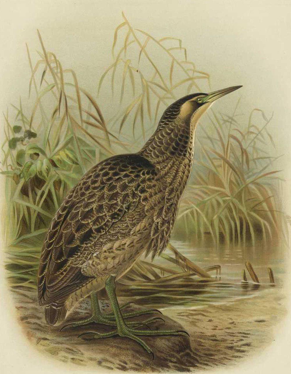 褐麻鳽