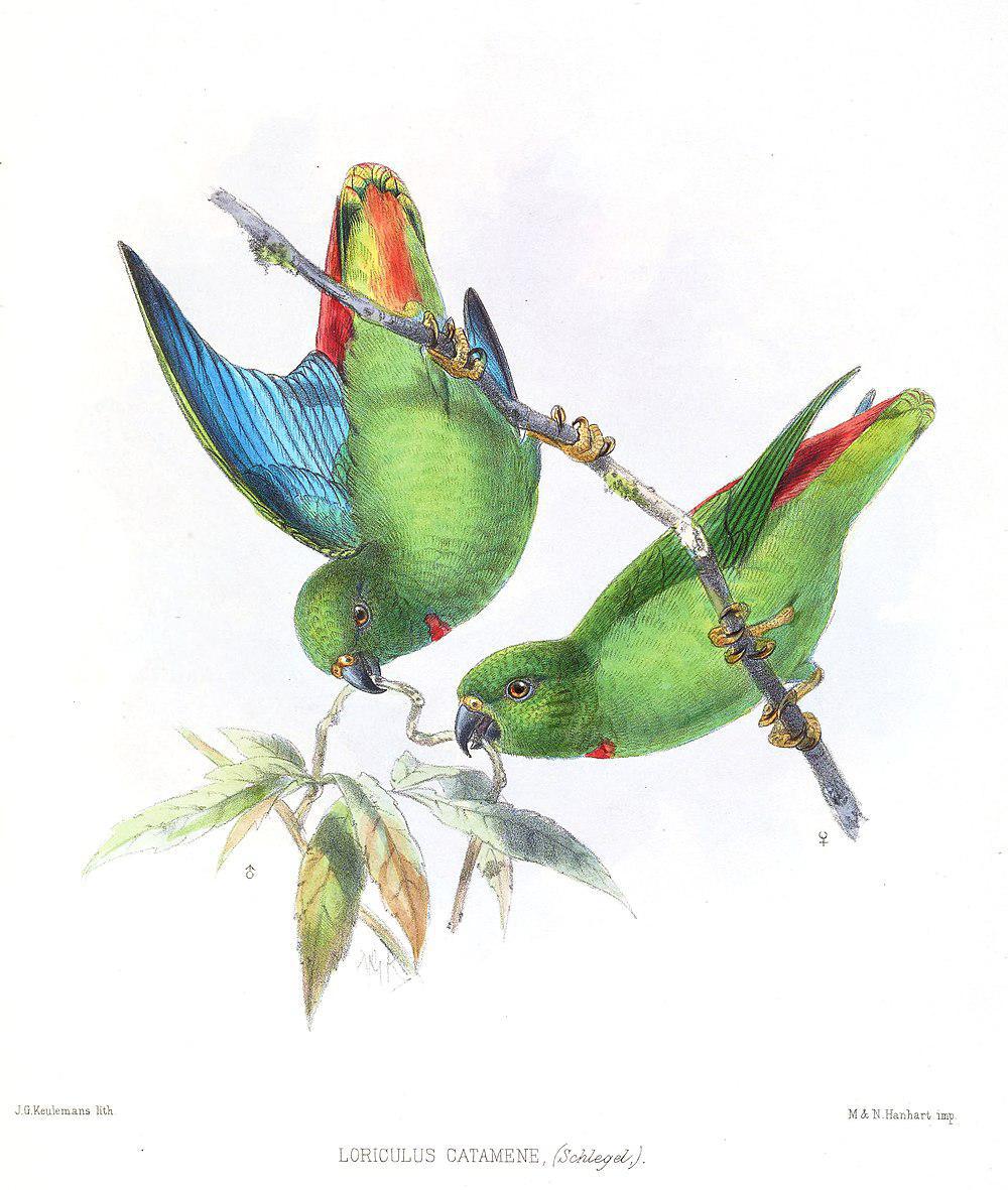 桑岛短尾鹦鹉