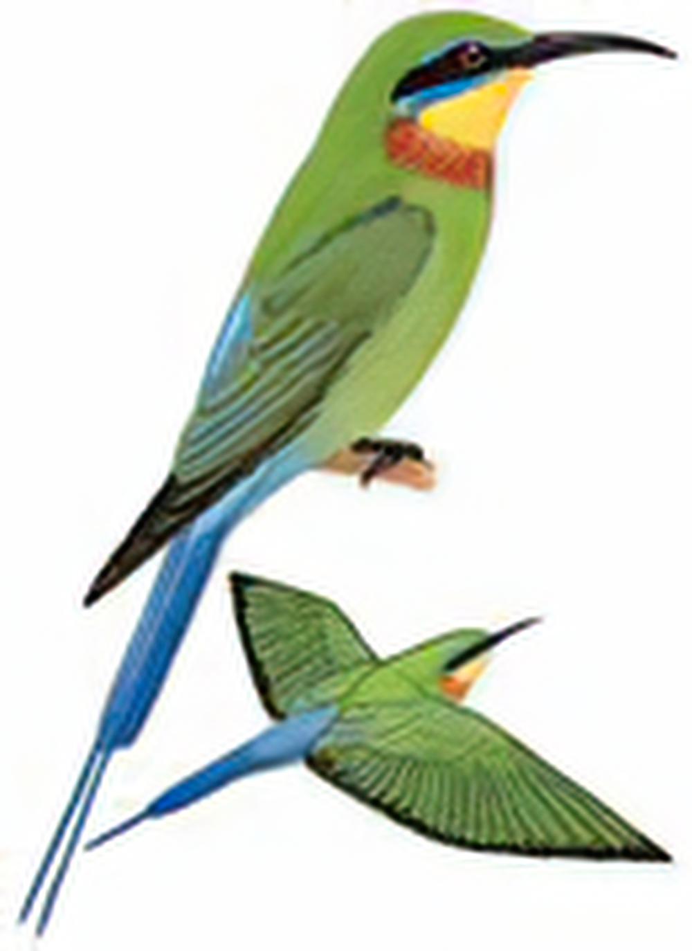 栗喉蜂虎