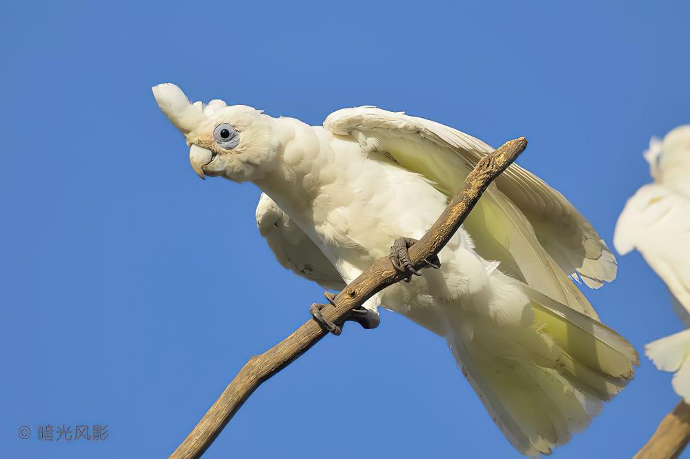 小凤头鹦鹉