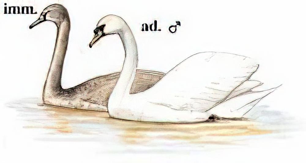 疣鼻天鹅
