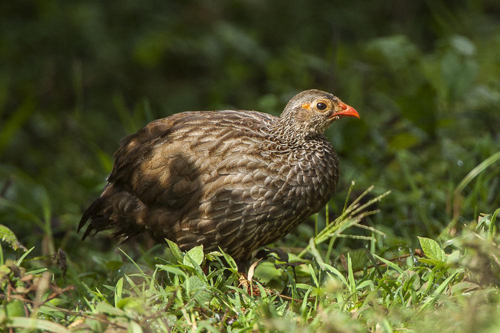 鳞斑鹧鸪