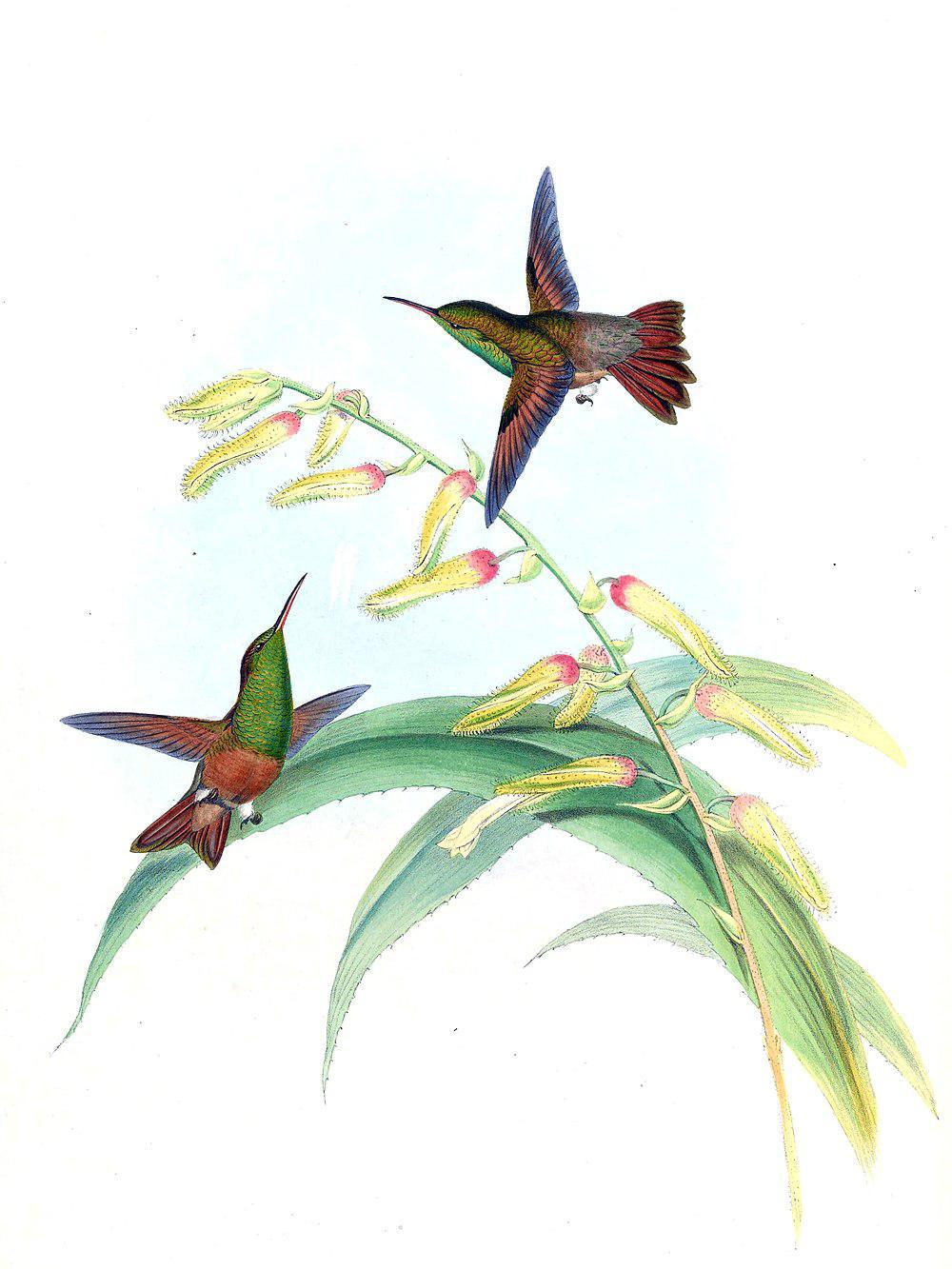 栗腹蜂鸟