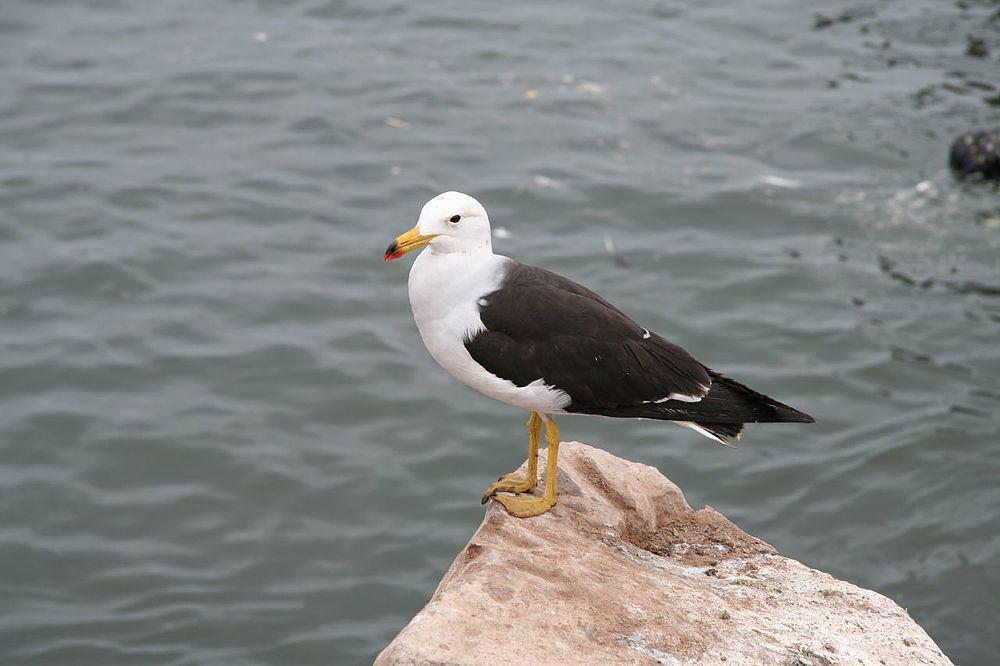 斑尾鸥