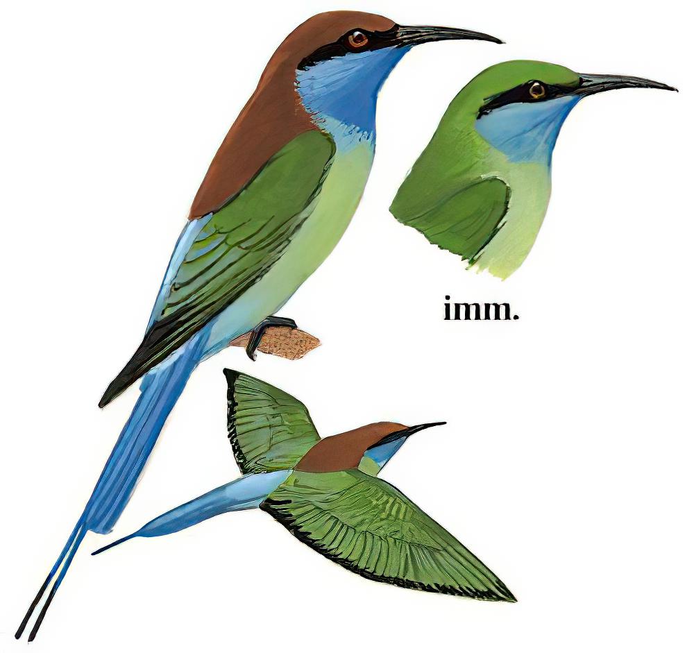 蓝喉蜂虎