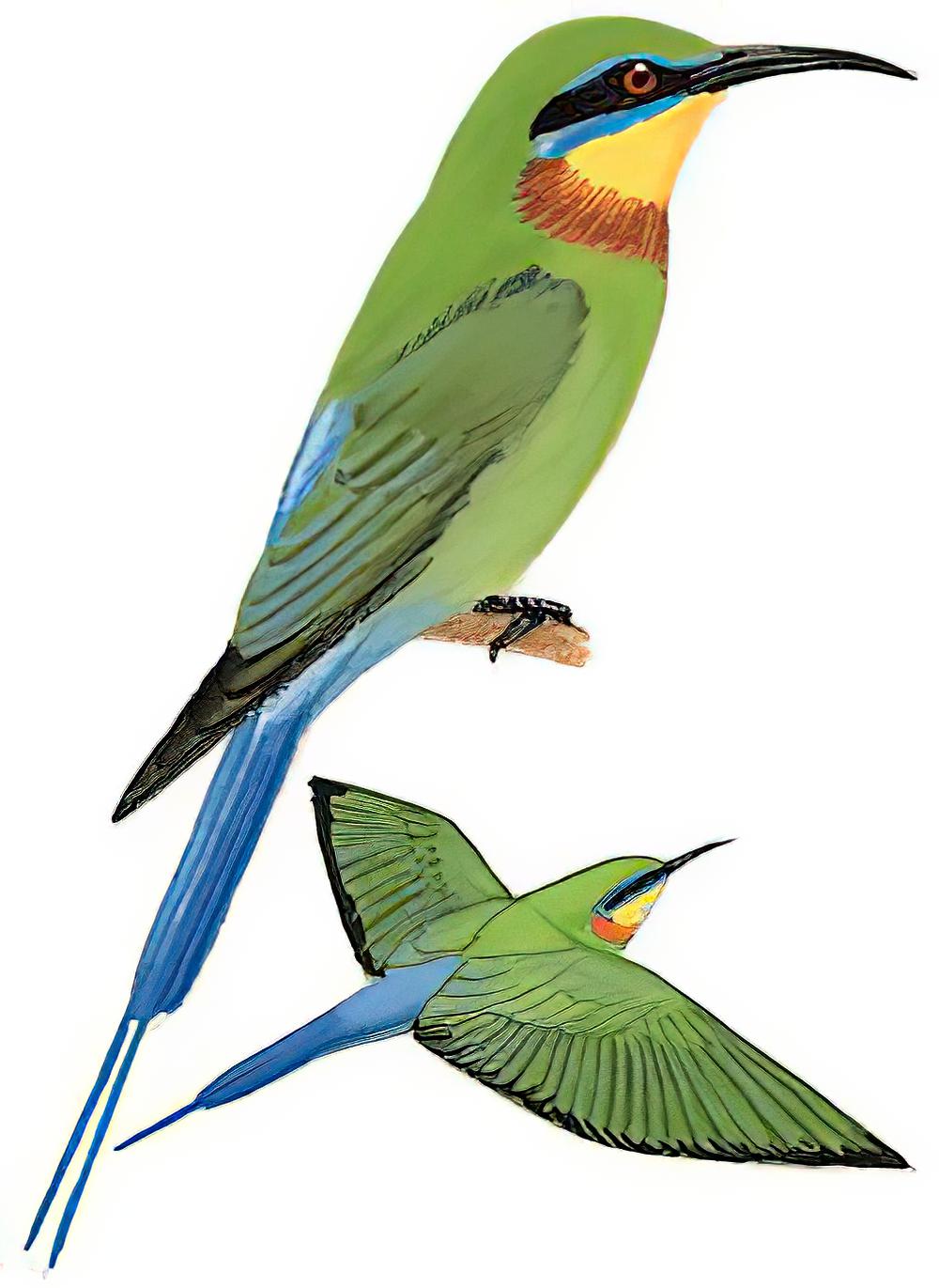 栗喉蜂虎