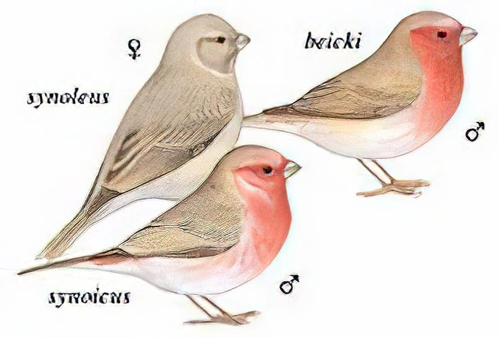 沙色朱雀
