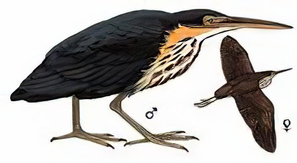 黑鳽