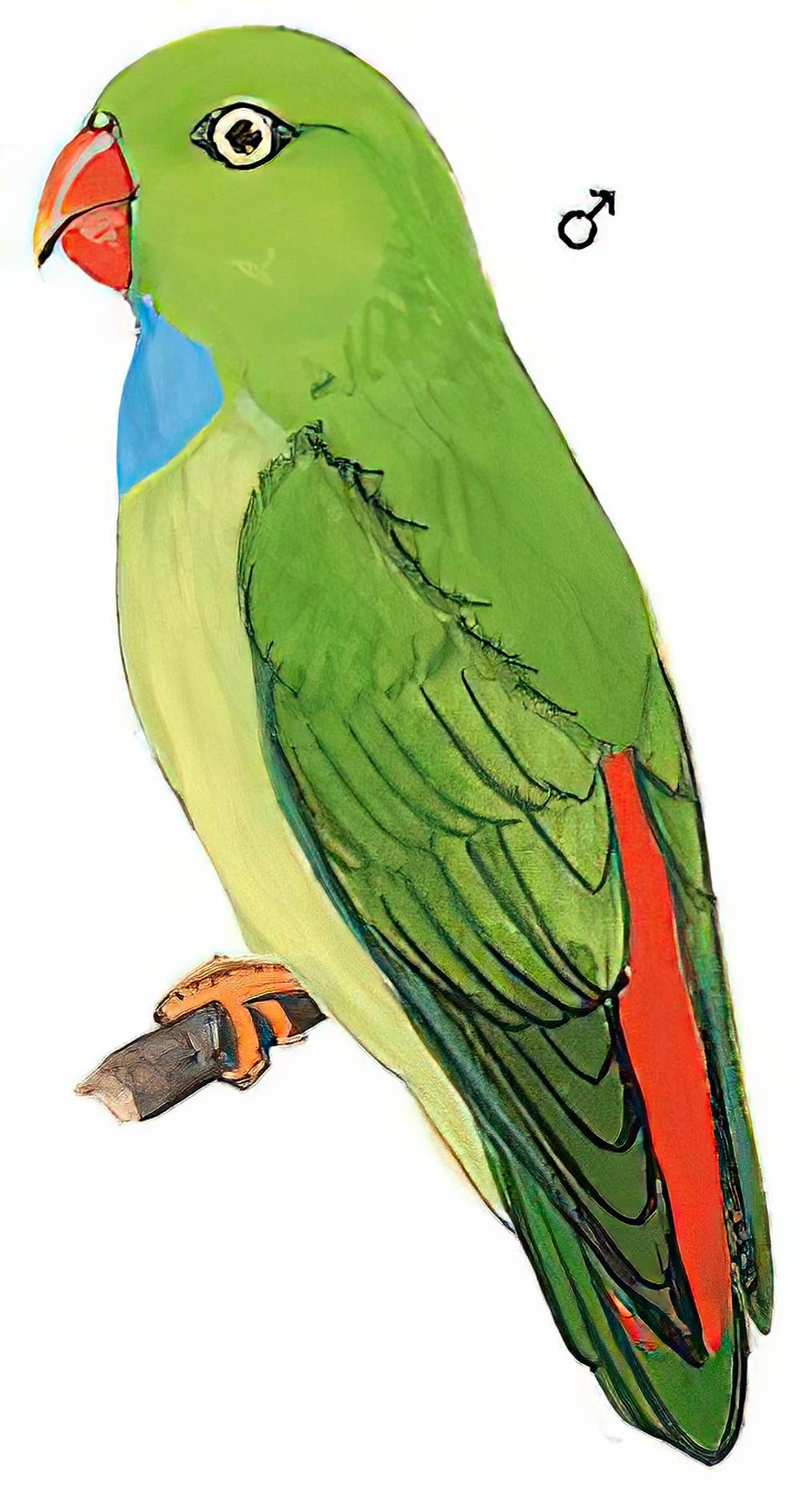 短尾鹦鹉