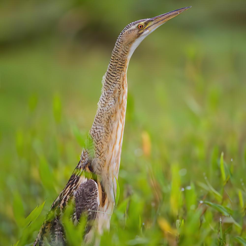 大嘴麻鳽