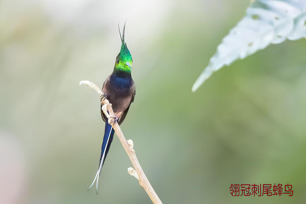 翎冠刺尾蜂鸟