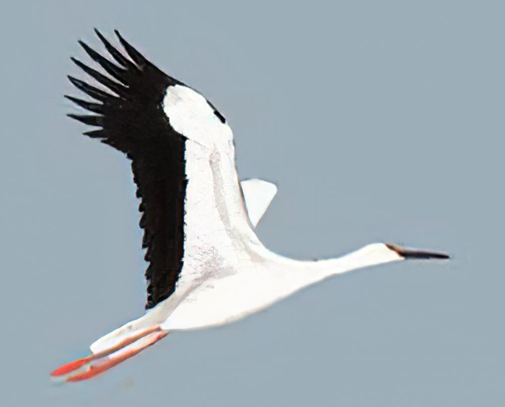 东方白鹳