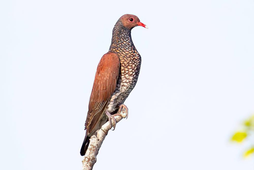 鳞斑鸽