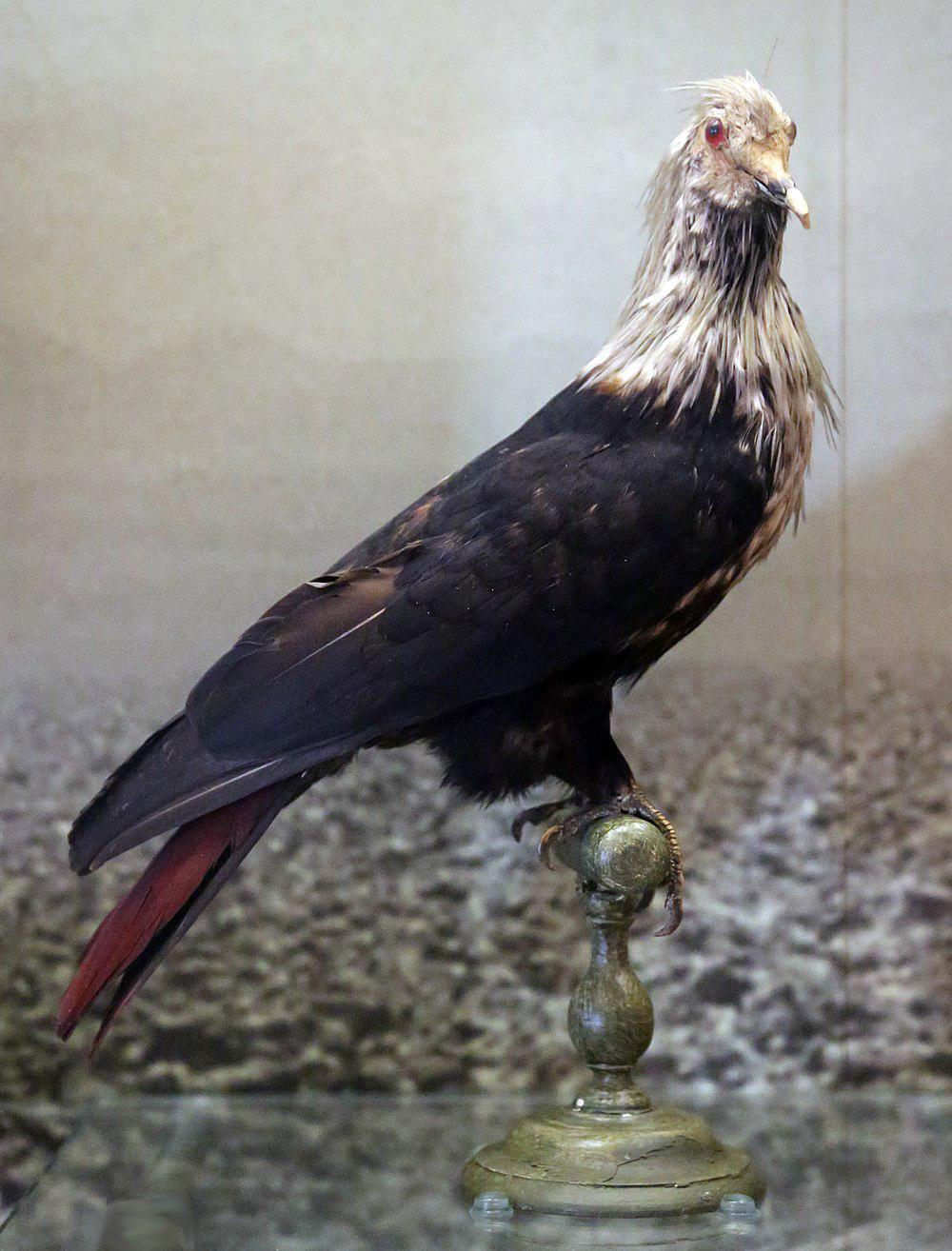 模里西斯蓝鸠