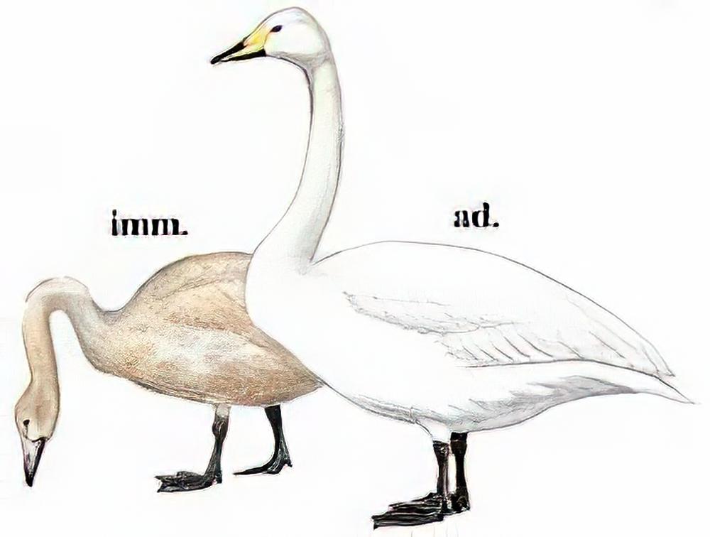 大天鹅