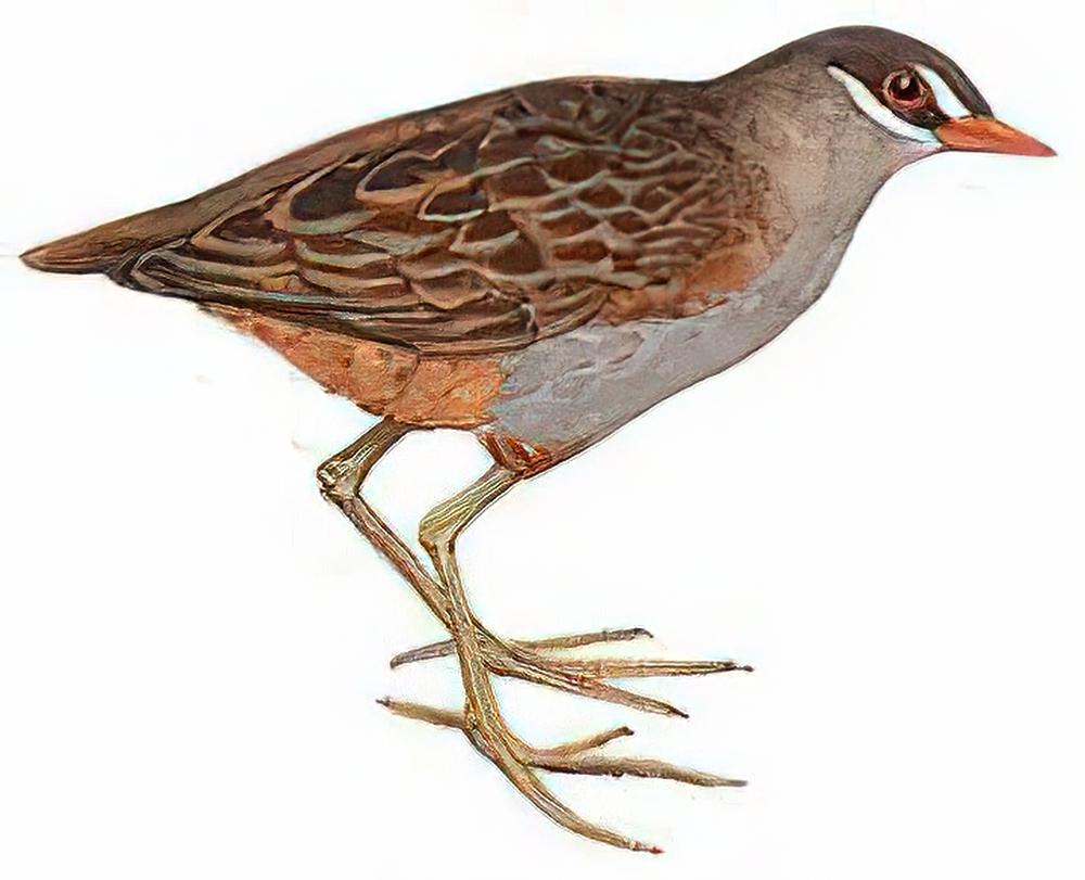 白眉田鸡