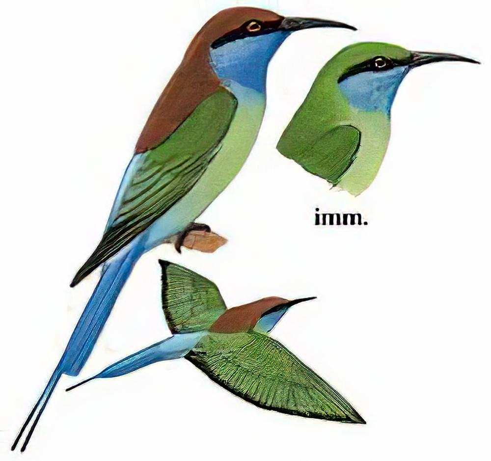 蓝喉蜂虎
