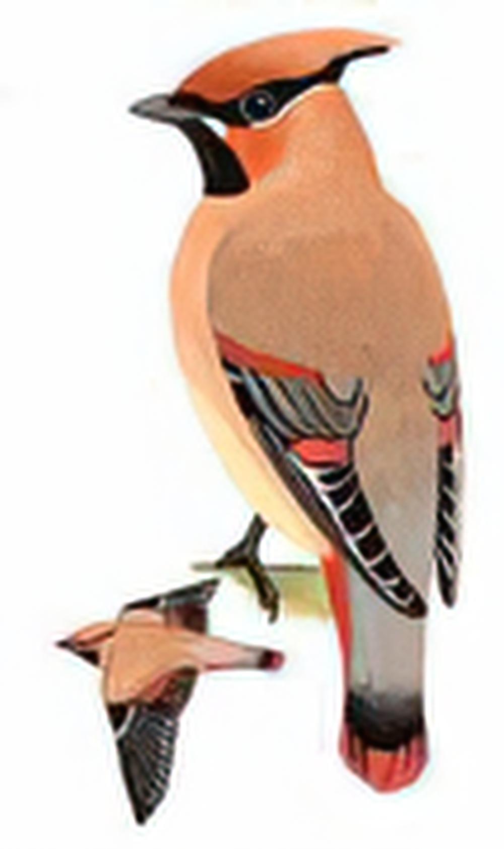 小太平鸟