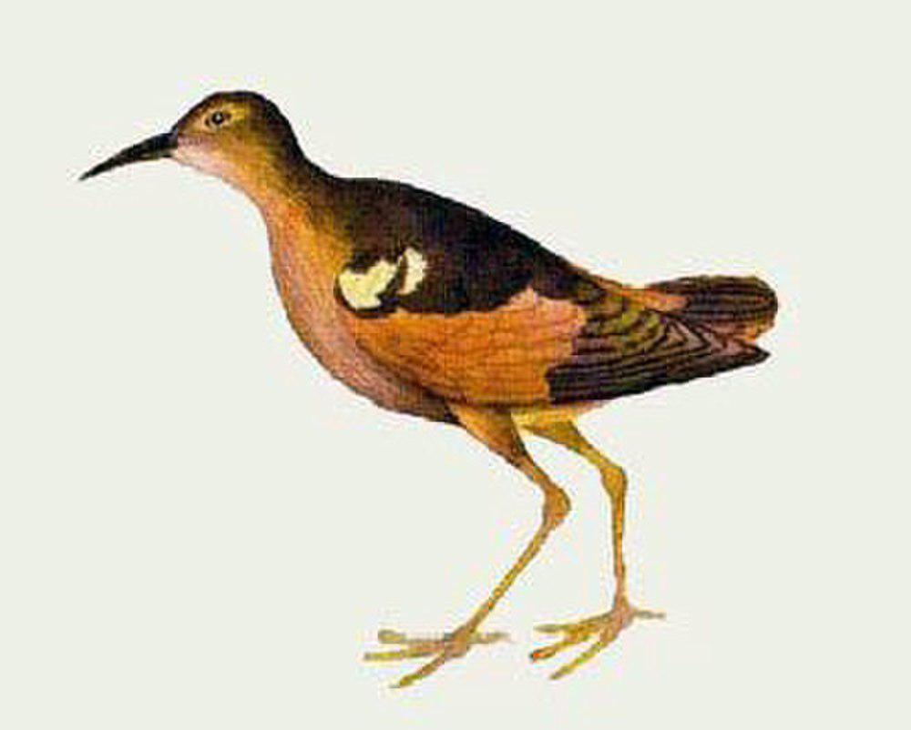 莫岛矶鹬