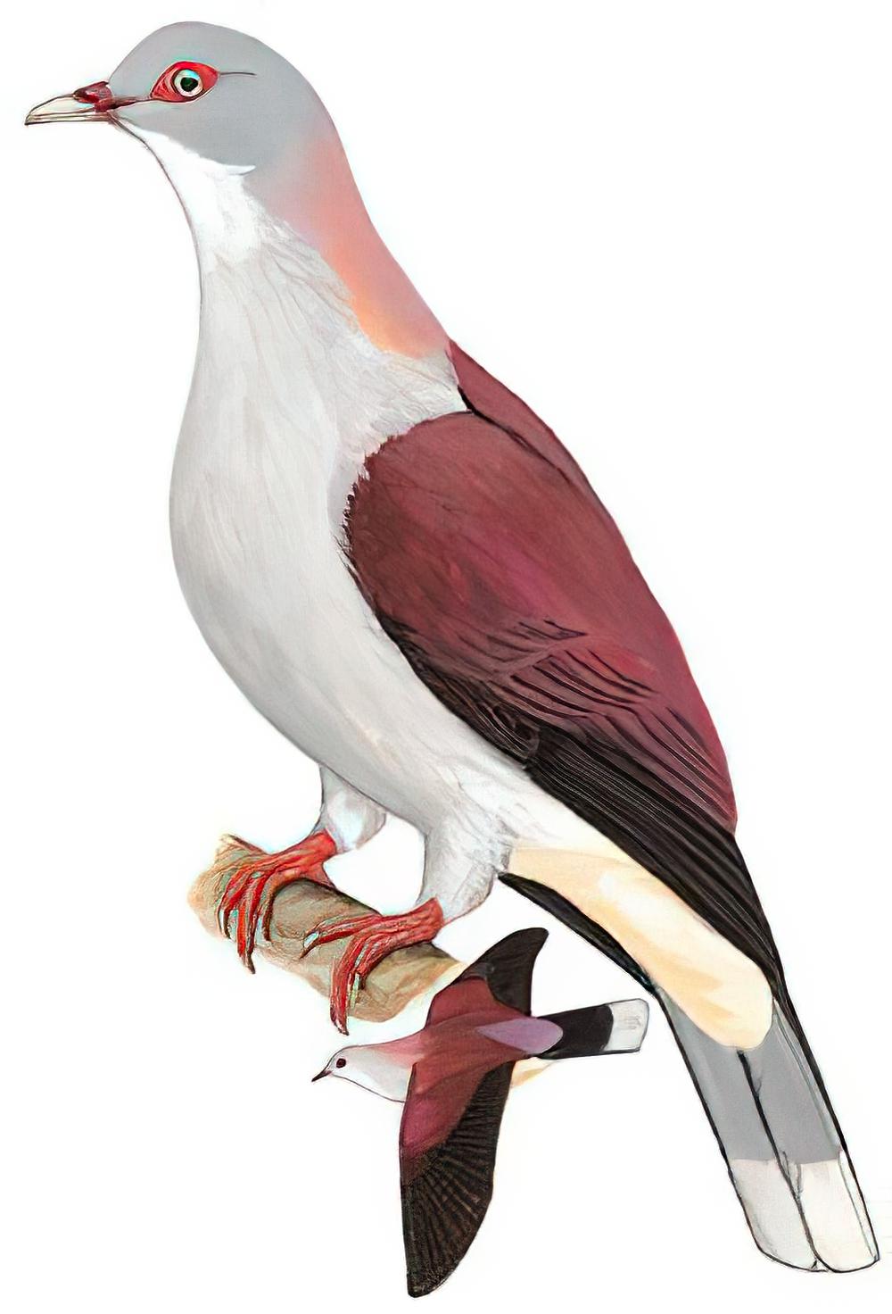 山皇鸠