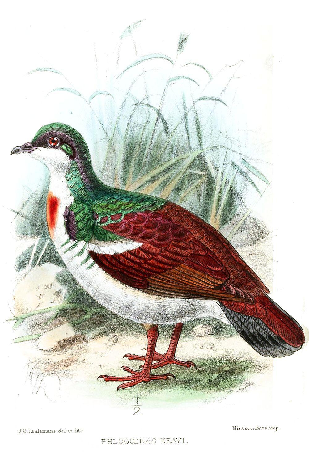 尼格鸡鸠