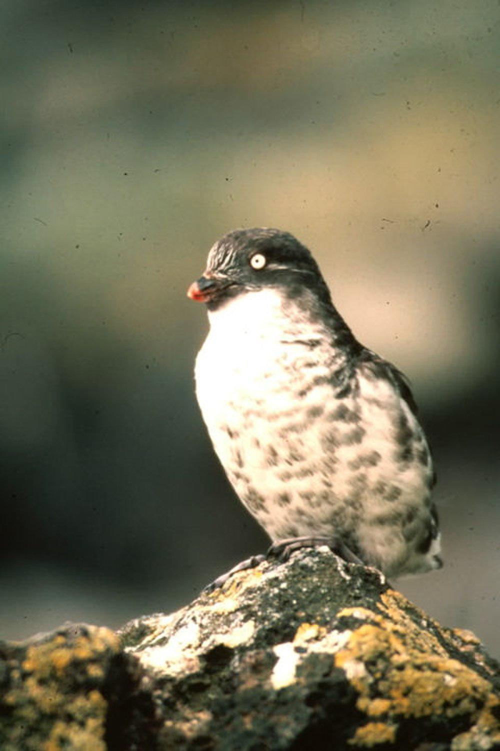 小海雀