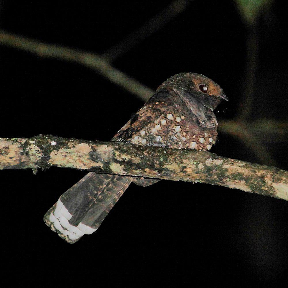 黑夜鹰