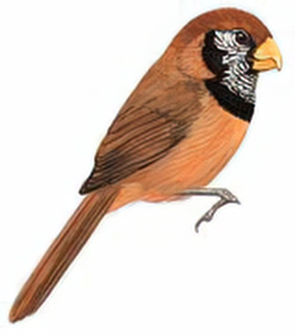 斑胸鸦雀