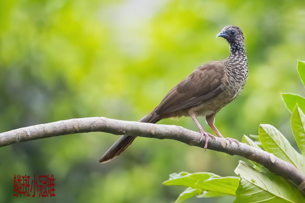 鳞斑小冠雉