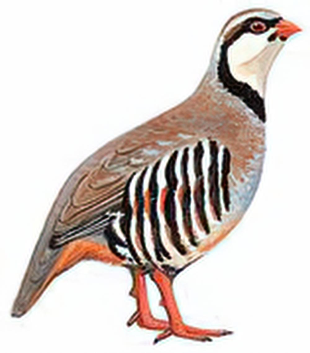 石鸡