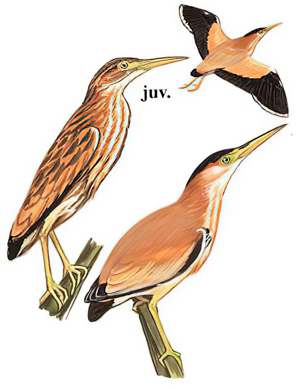黄苇鳽