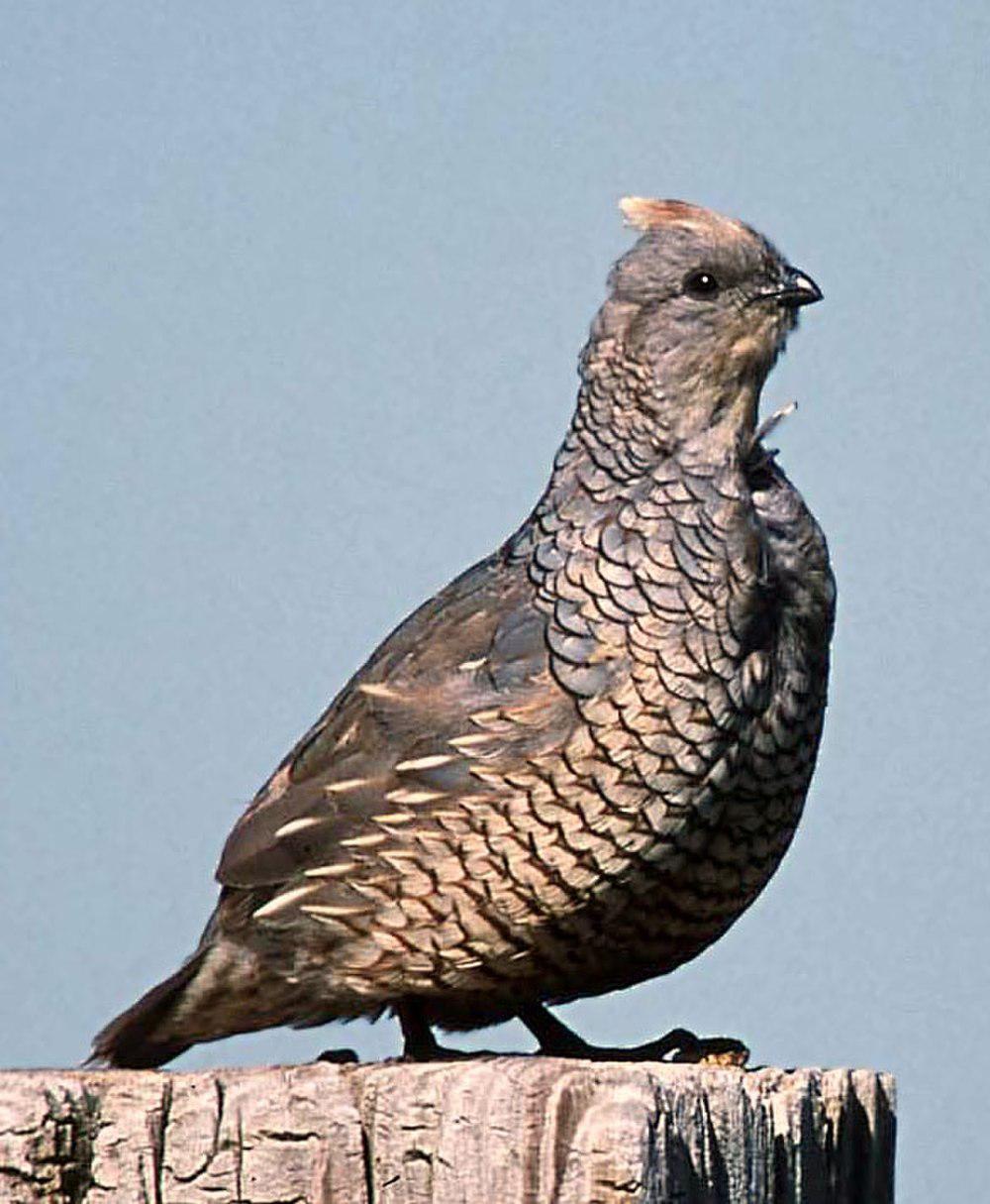 鳞斑鹑