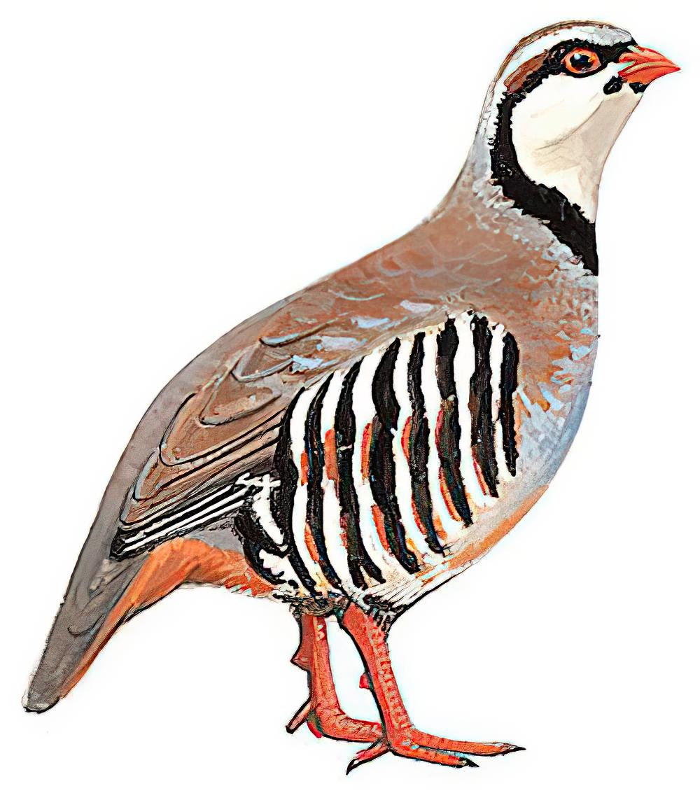 石鸡