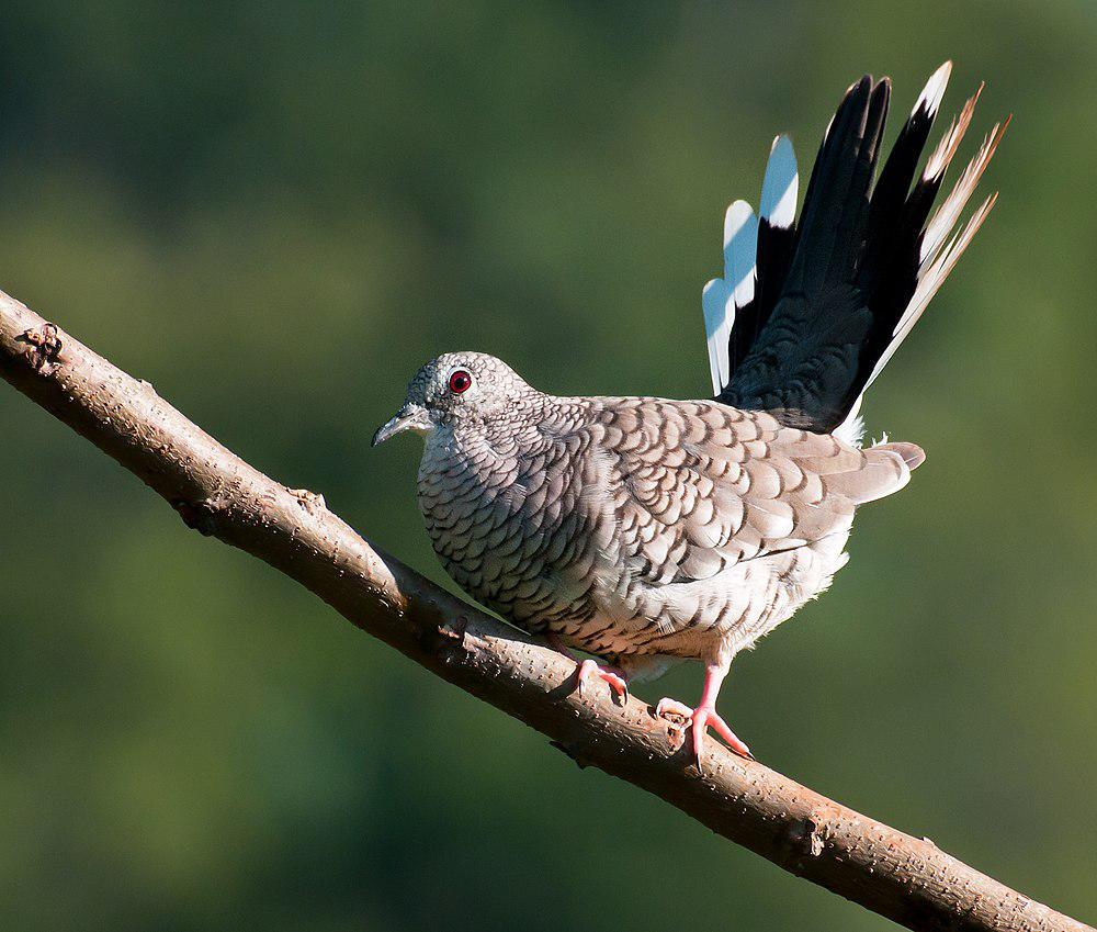 鳞斑地鸠