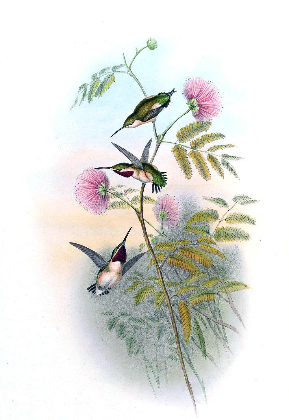 短尾蜂鸟