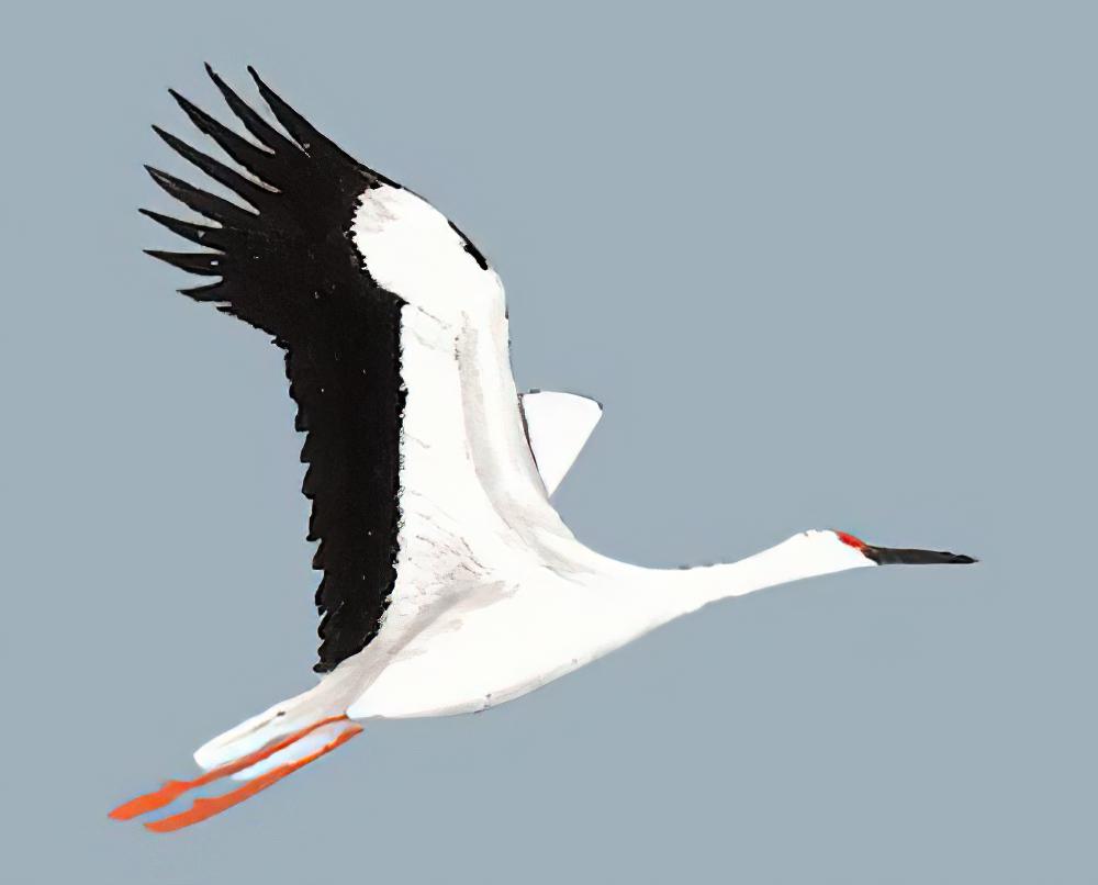 东方白鹳