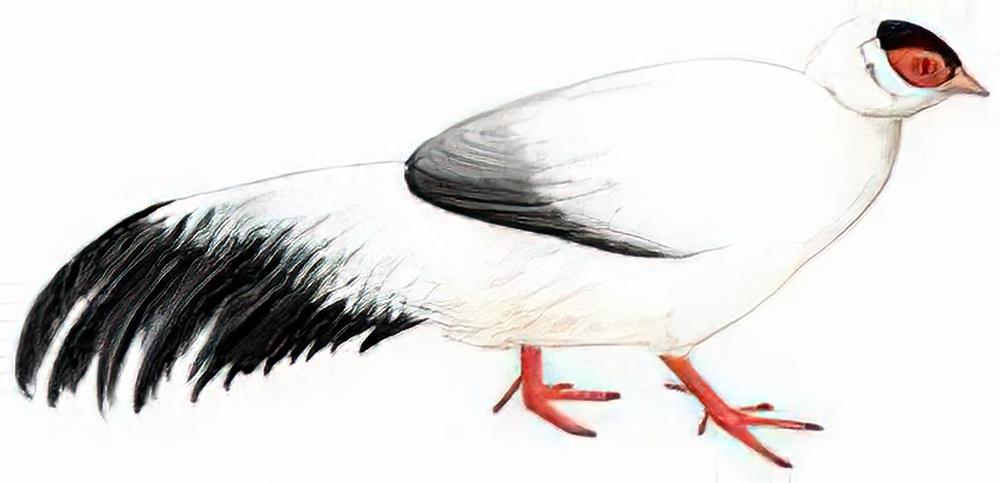白马鸡