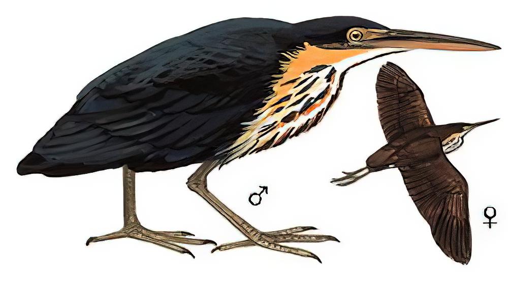黑鳽