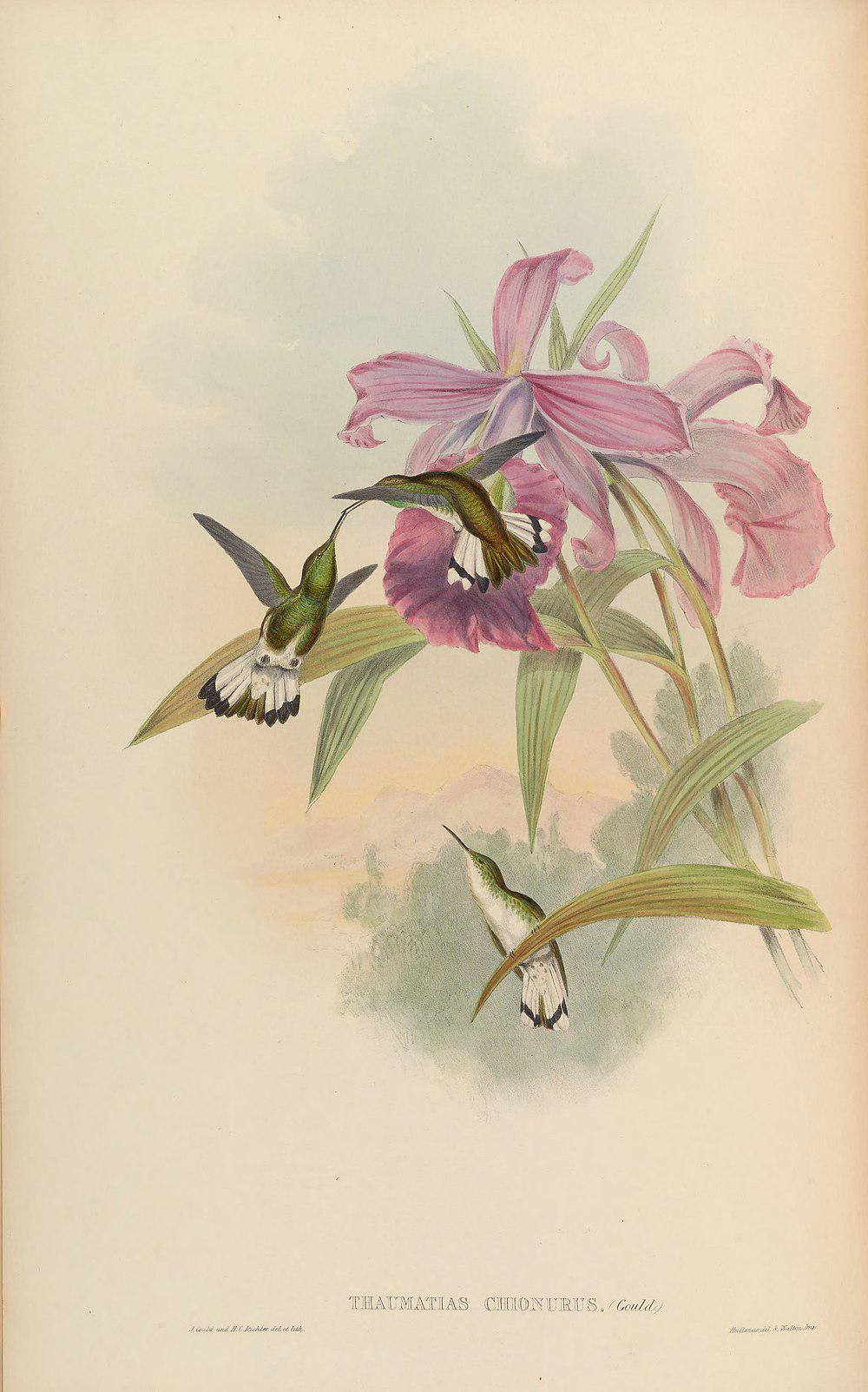 白尾丽蜂鸟