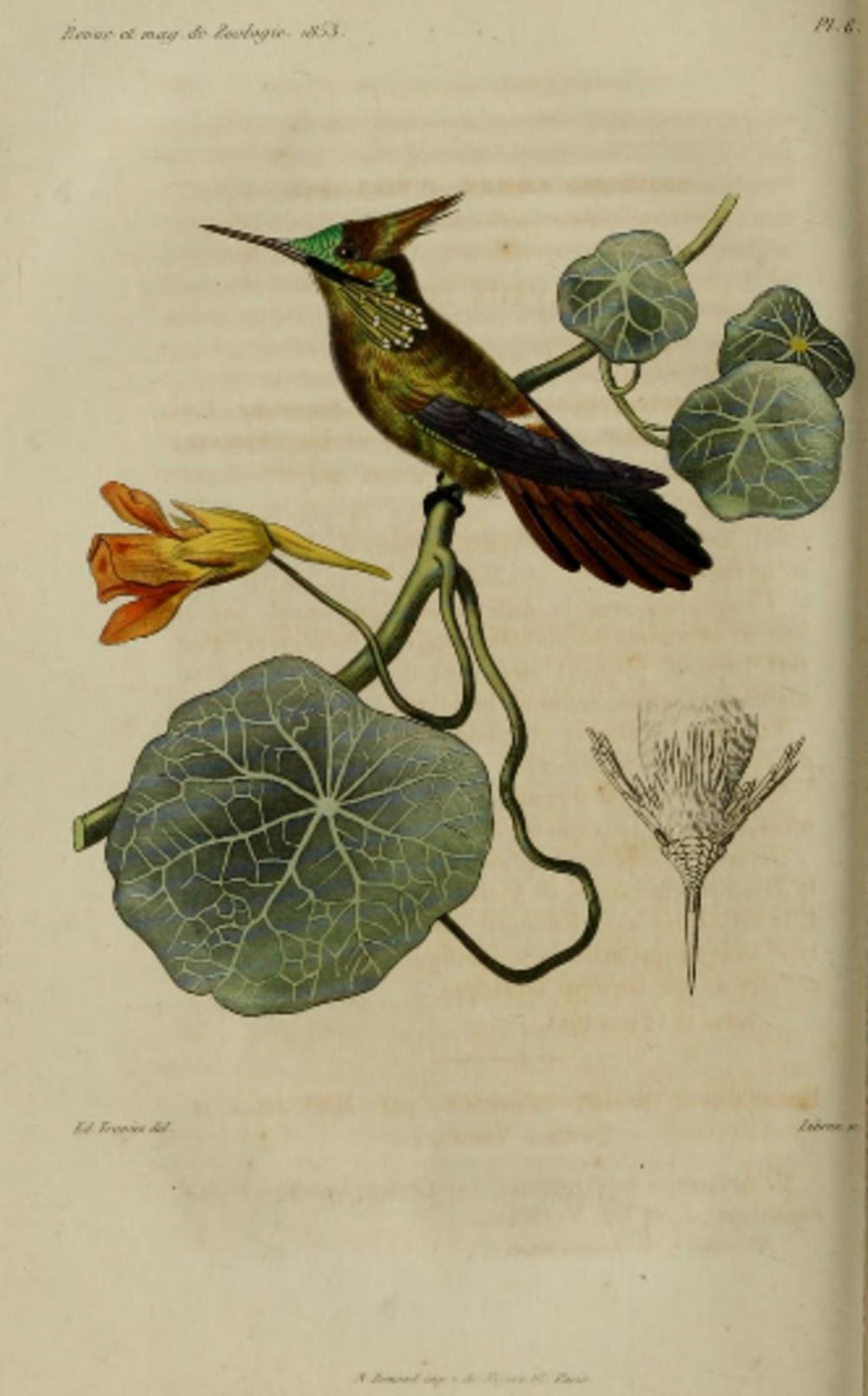 蝴蝶冠蜂鸟