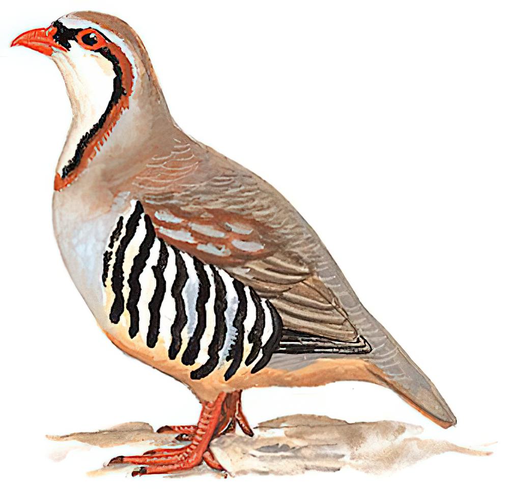 大石鸡
