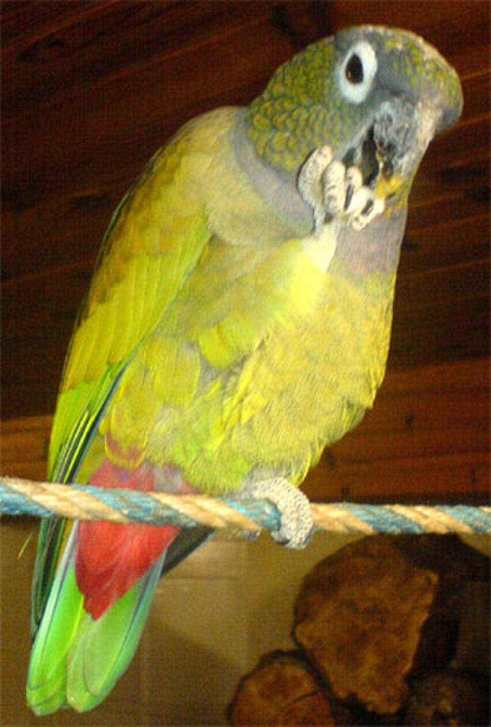 鳞头鹦哥