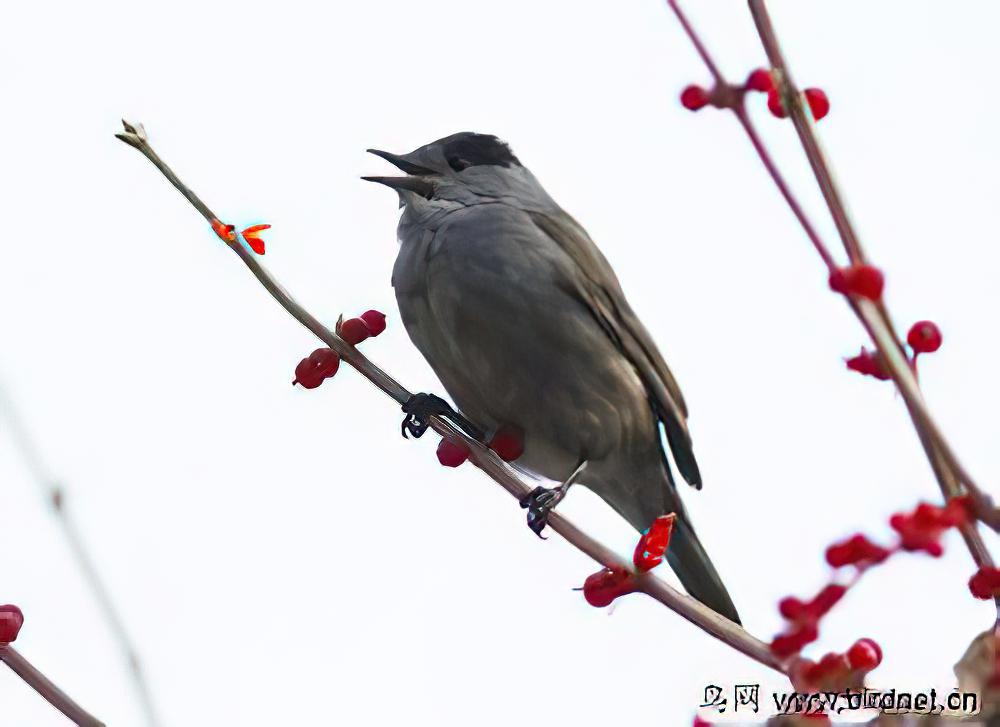 黑顶林莺