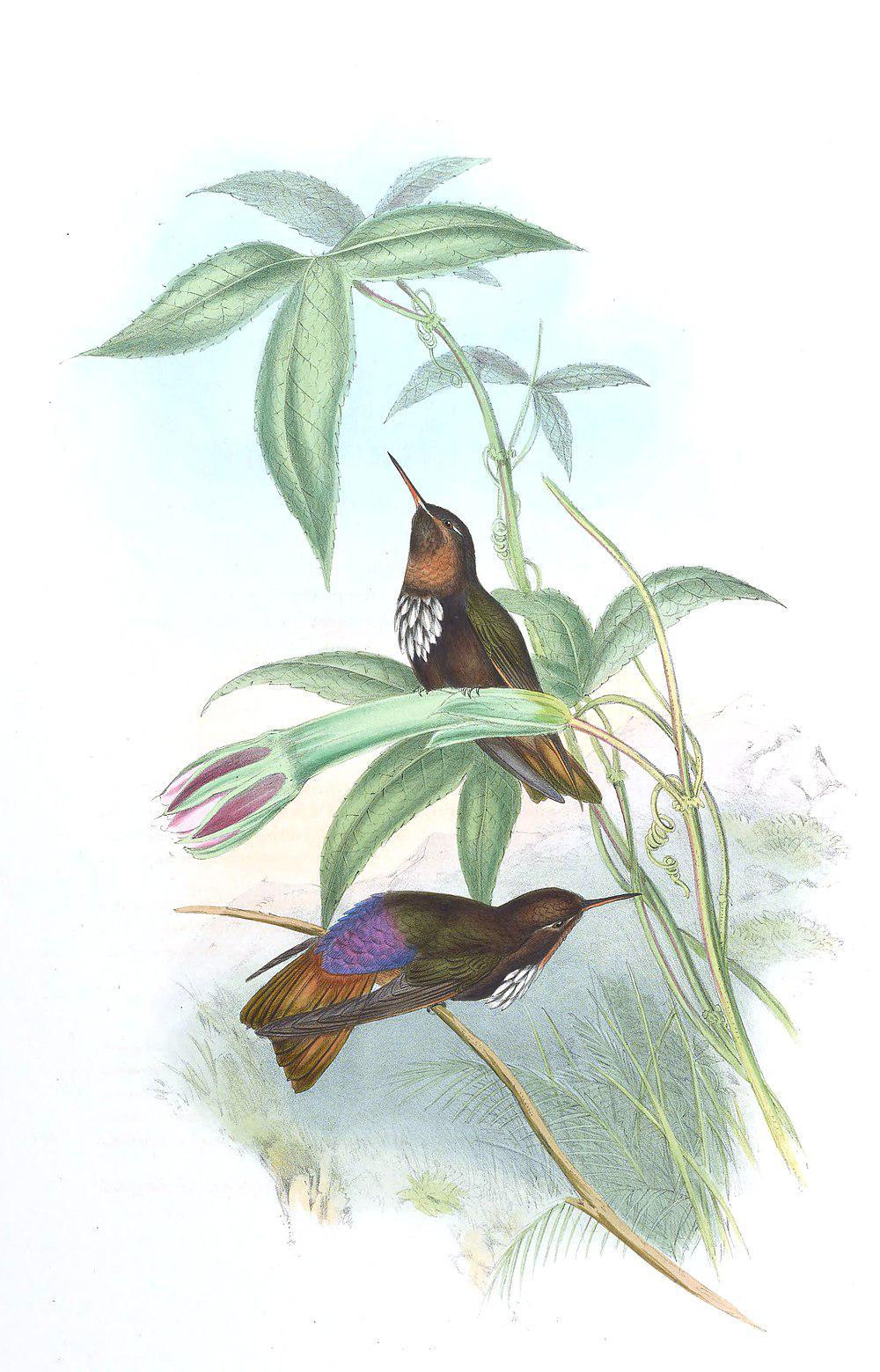 辉胸闪羽蜂鸟