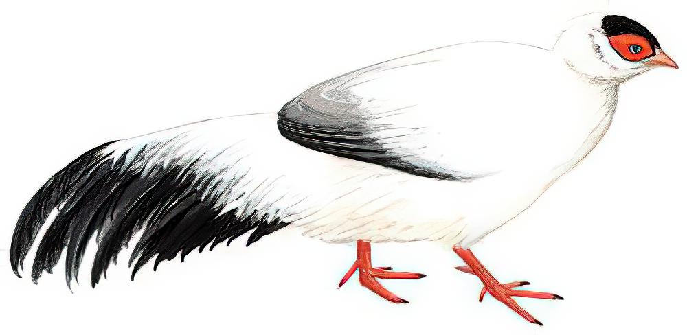 白马鸡